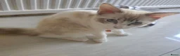 Ragdoll cats for sale: 3 Cute Ragdoll kittens - Advert 15
