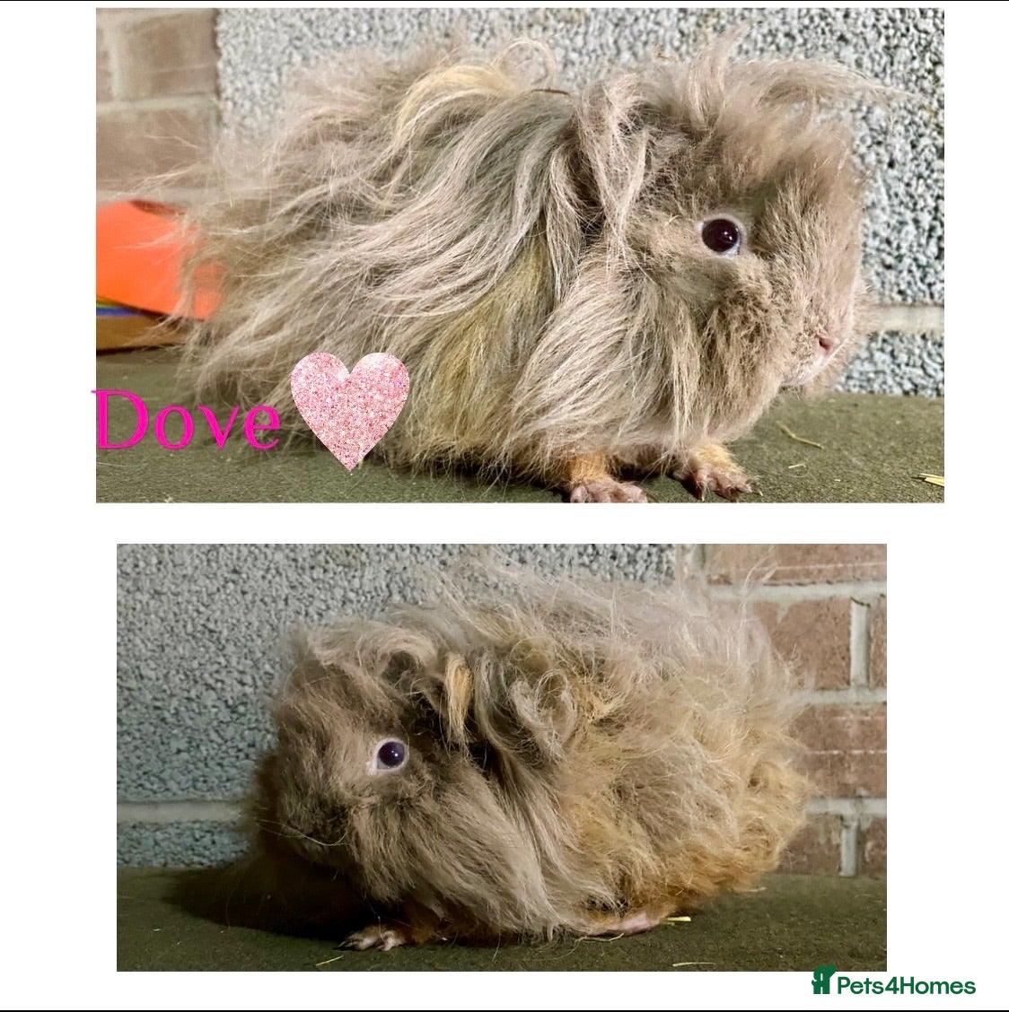 Guinea Pig rodents Pedigree Lunkarya Guinea pigs ready now  - Advert 1