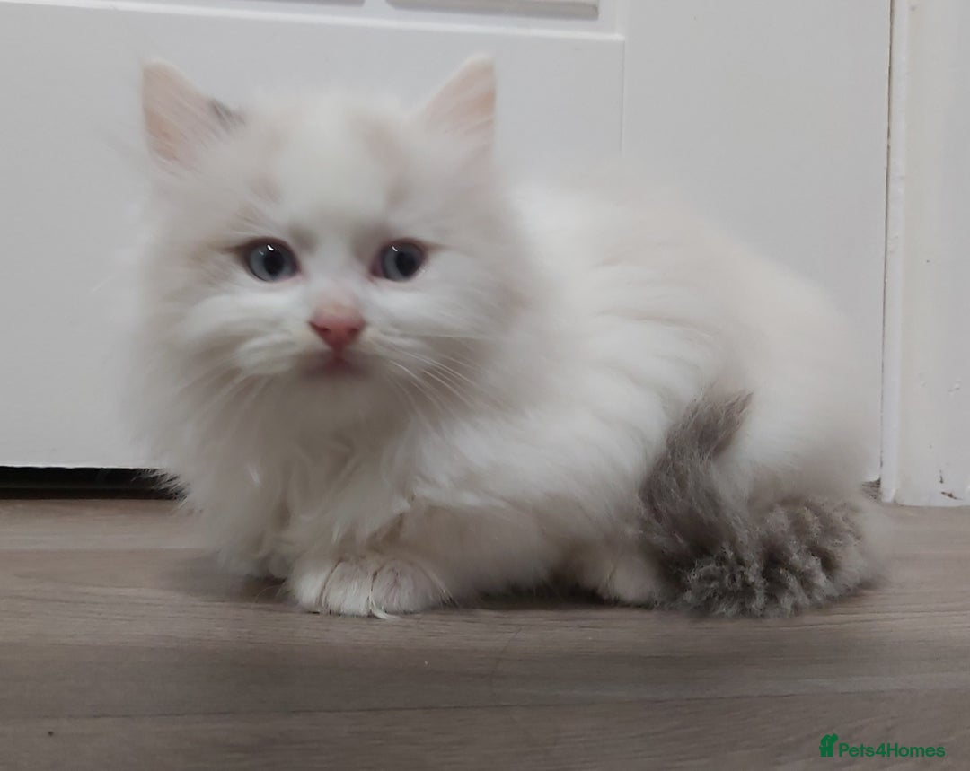 Ragdoll cats for sale: RAGDOLLS BICOLOUR BOY GIRLS BLUE EYES READY NOW  - Advert 10