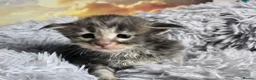 Maine Coon cats for sale: Stunning TICA Maine Coon kittens - Advert 16