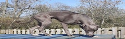 Whippet dogs for sale: Beautiful Outgoing Pedigree Whippet Puppies - Advert 2