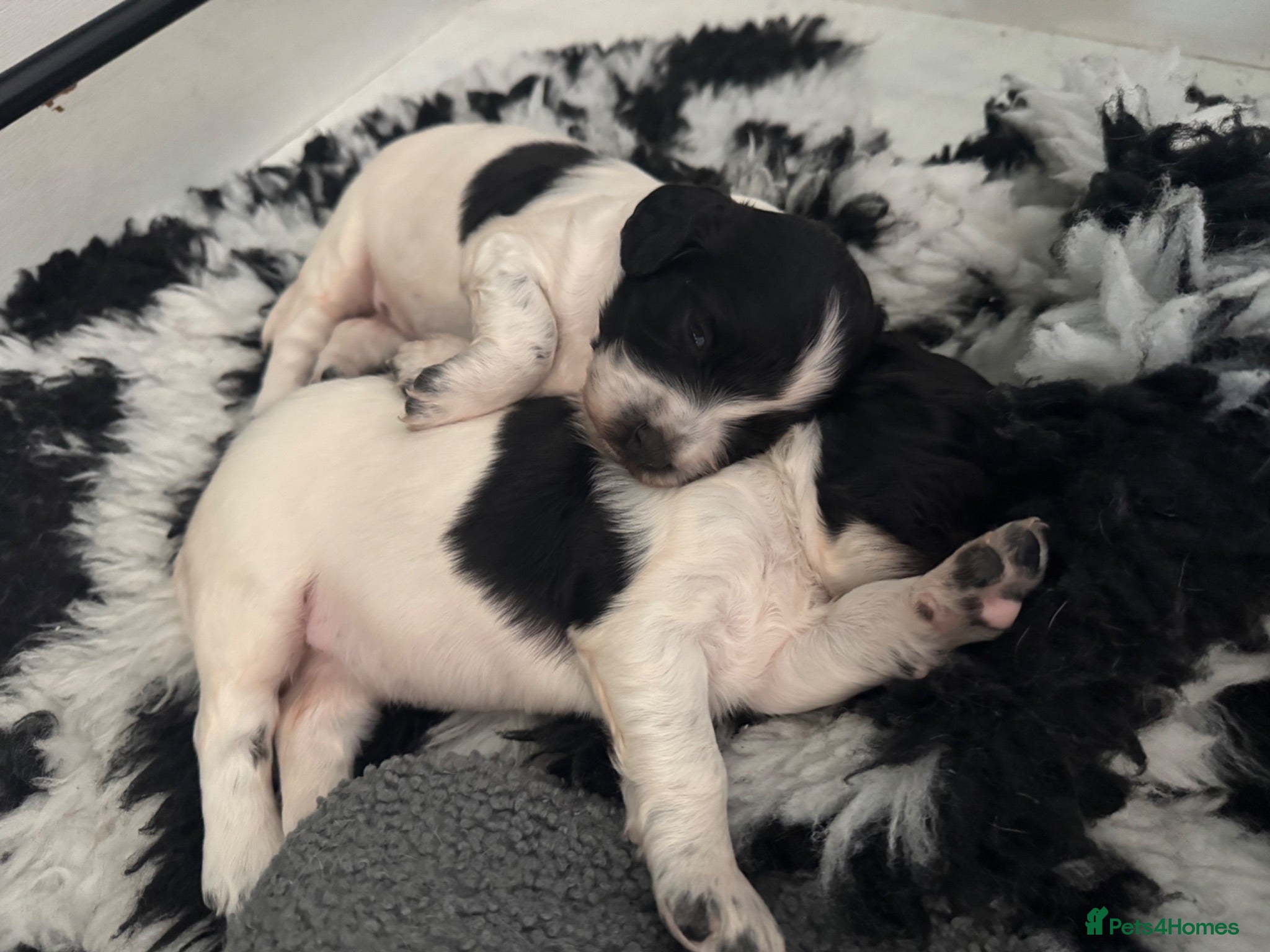 English Springer Spaniel dogs KC Registered Spring Spaniels - Advert 4