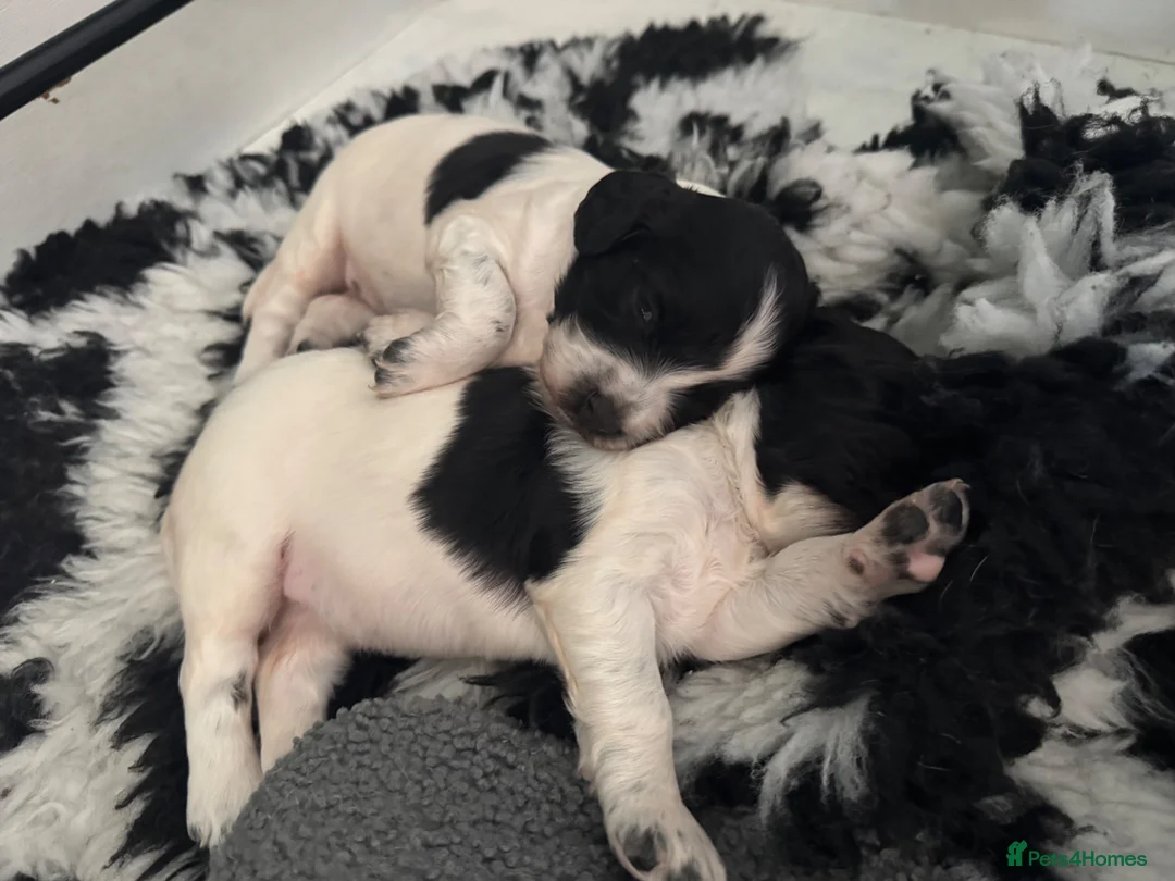 English Springer Spaniel dogs for sale: KC Registered Spring Spaniels - Advert 1