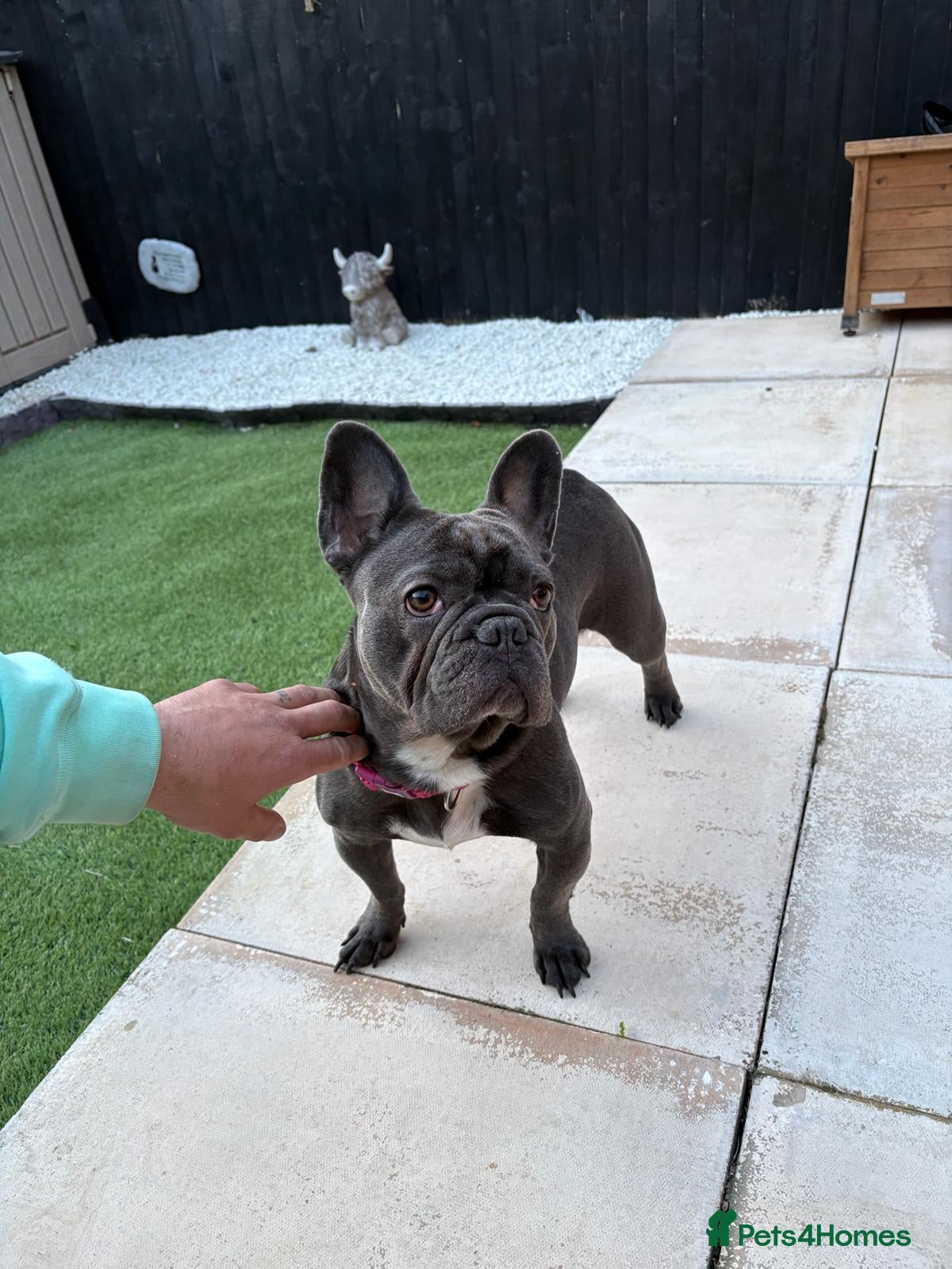 French Bulldog dogs Looking for a new home  - Advert 3