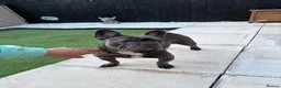 French Bulldog dogs for sale: Looking for a new home  - Advert 1