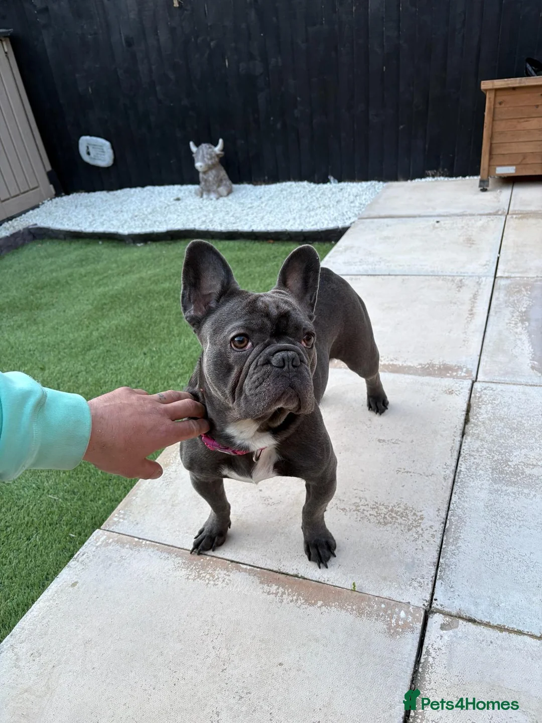 French Bulldog dogs for sale: Looking for a new home  - Advert 1