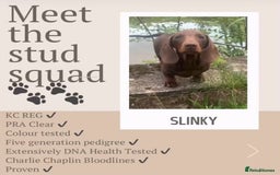 Dachshund dogs for sale: Dachshunds mini puppies   - Image 39