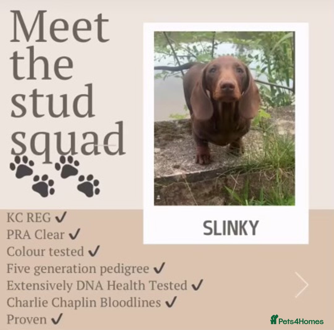 Dachshund dogs for sale: Dachshunds mini puppies   - Image 39