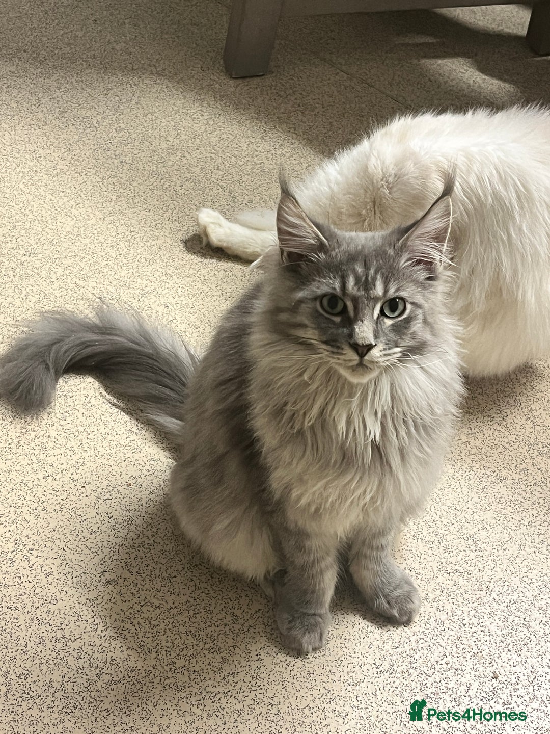 Maine Coon cats for sale: 2 boys (PET ONLY) - Advert 8