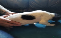 English Springer Spaniel dogs for sale: 9 Beautifully marked English Springer Spaniels  - Image 20