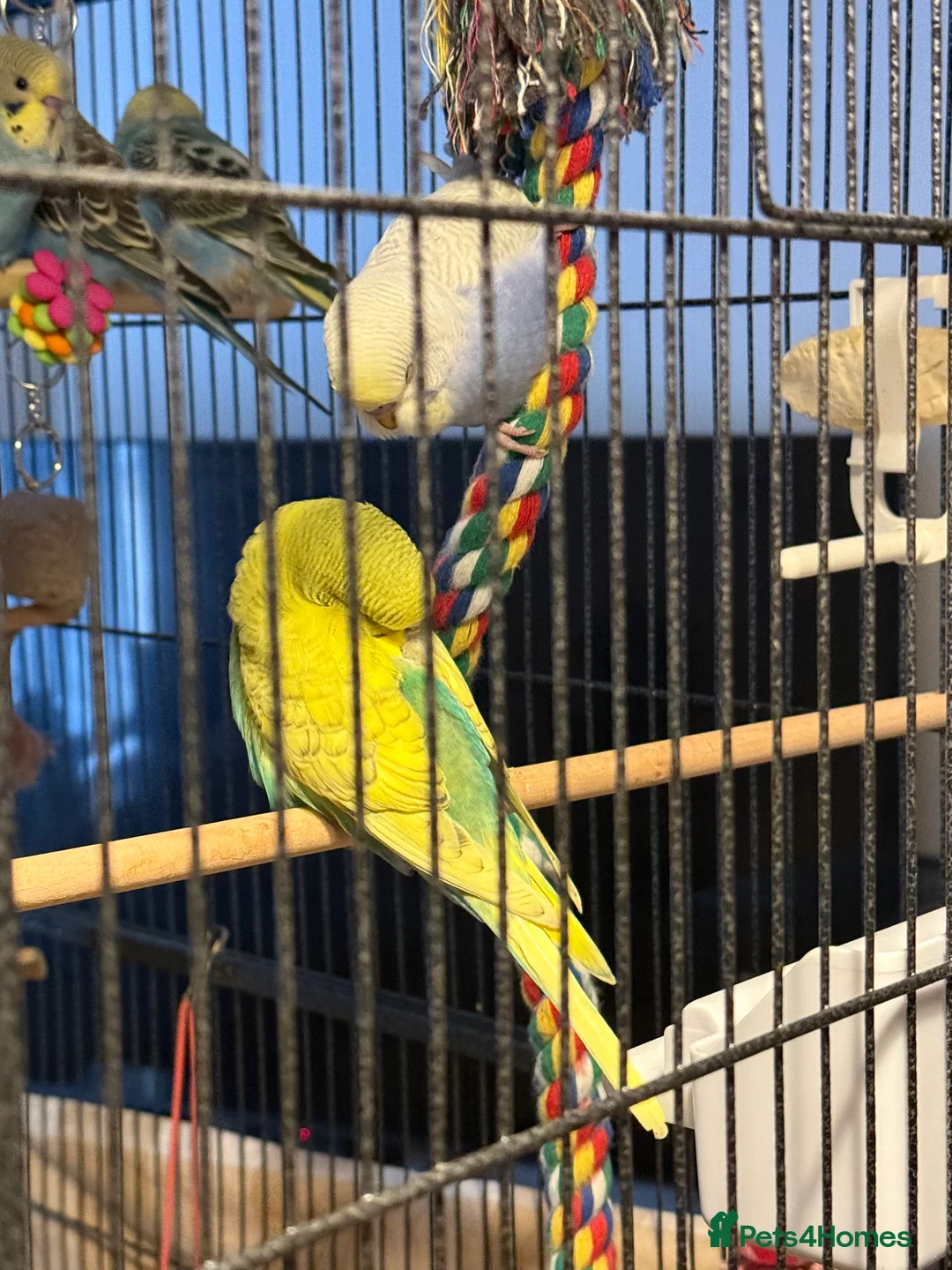 Budgerigars birds for sale: Bonded pair of 8 week old budgies  - Advert 10