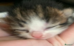 Mixed Breed cats for sale: Mixed litter of beautiful kittens  - Advert 3
