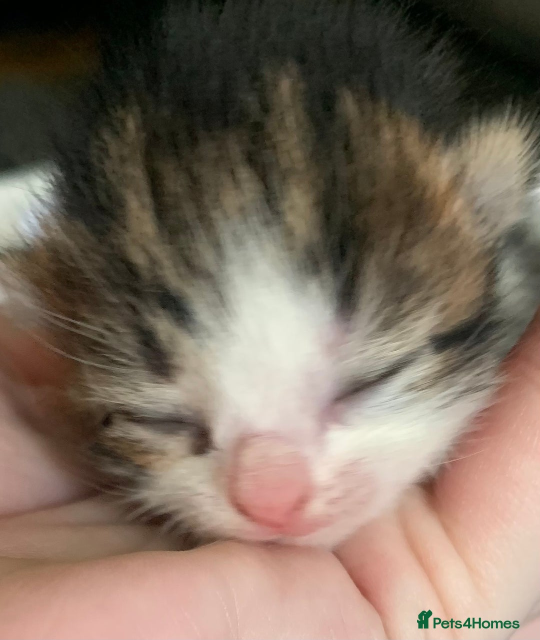 Mixed Breed cats for sale: Mixed litter of beautiful kittens  - Advert 3