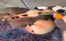 Italian Greyhound dogs for sale: Stunning Tiny Cream Boy  - Image 10
