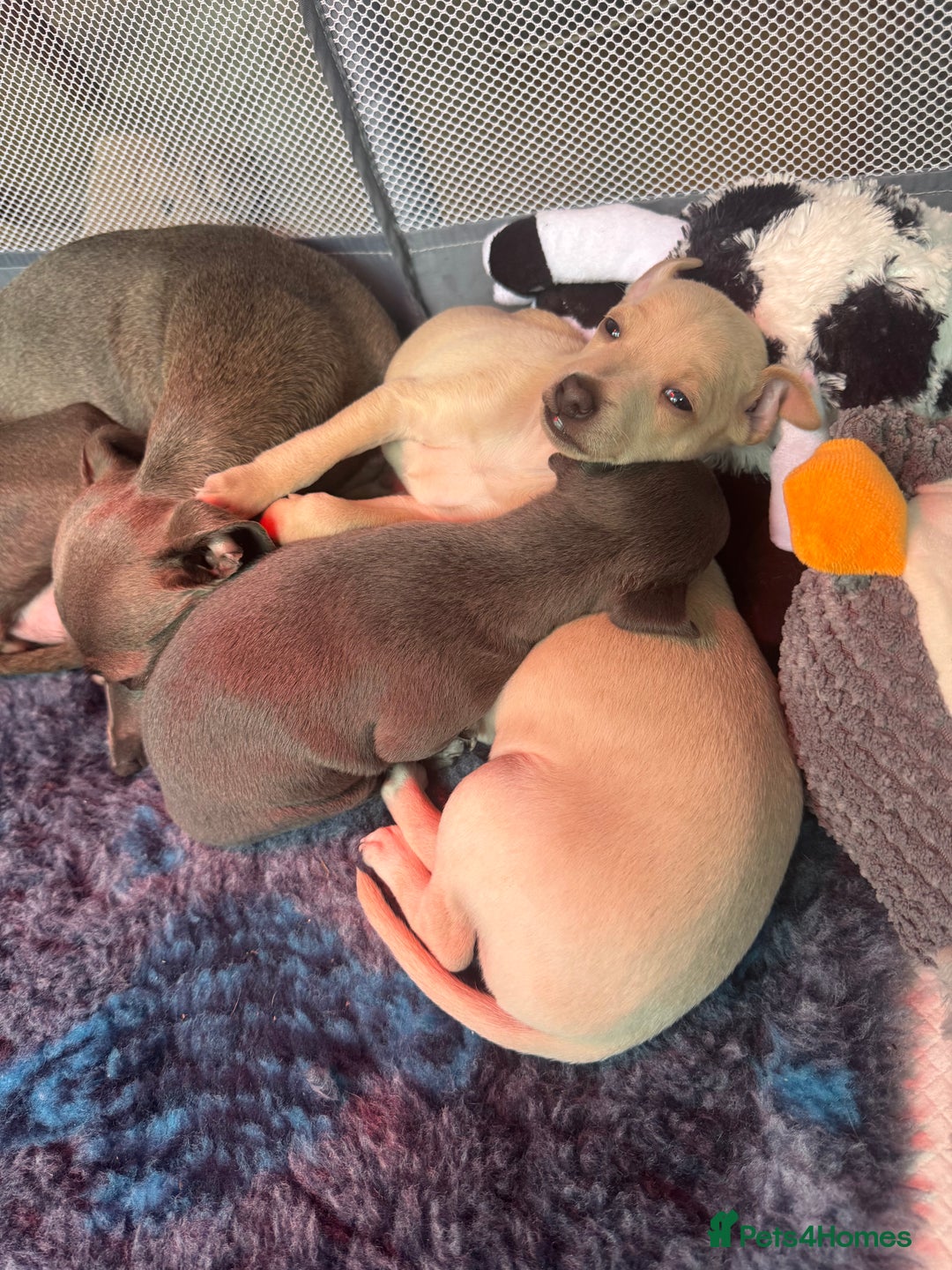 Italian Greyhound dogs for sale: Stunning Tiny Cream Boy  - Image 10