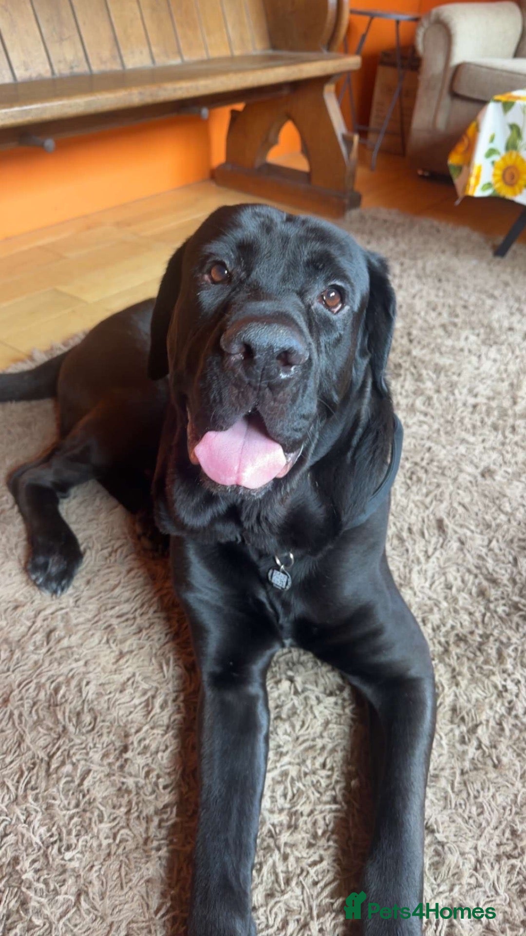 Mixed Breed dogs German Shepherd cross Cane Corso  - Advert 1