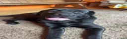 Mixed Breed dogs for sale: German Shepherd cross Cane Corso  - Advert 1
