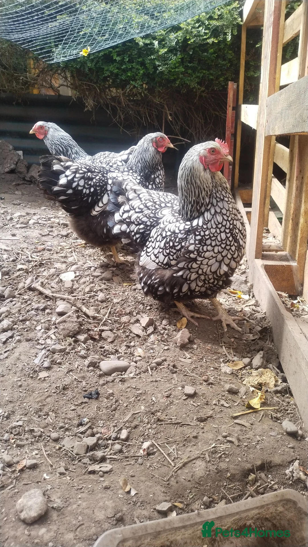 Hens poultry for sale: 3 hens  in Hereford - Advert 2