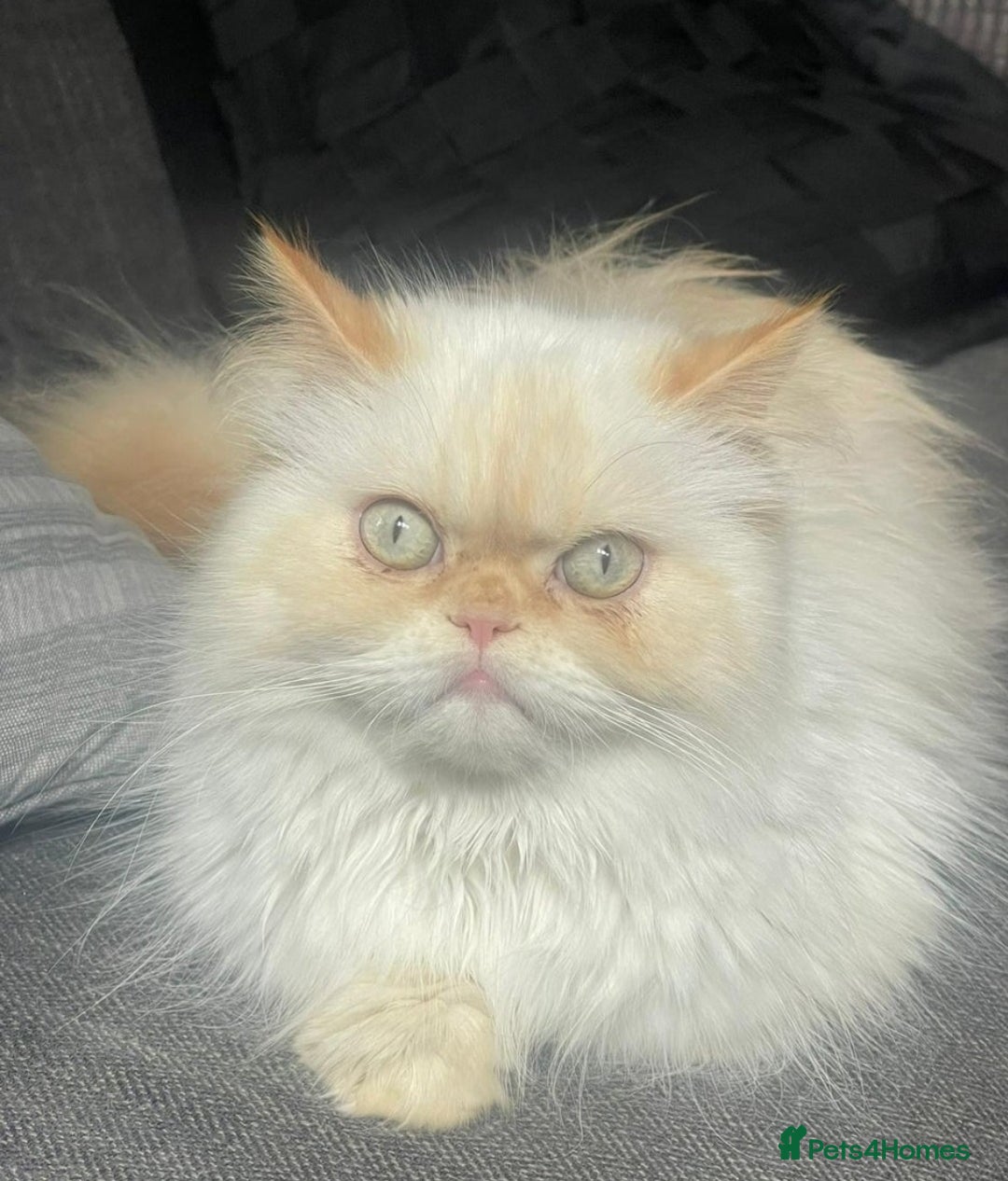 Persian cats for sale: Rare and Stunning Persian Girl  - Advert 19