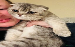 British Shorthair cats for sale: Beautiful kittens British short/Scottish fold - Image 2