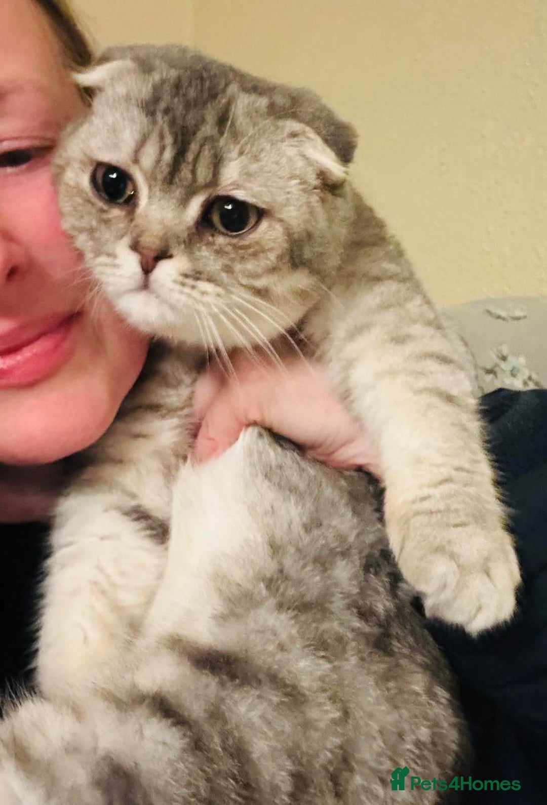 British Shorthair cats for sale: Beautiful kittens British short/Scottish fold - Image 2