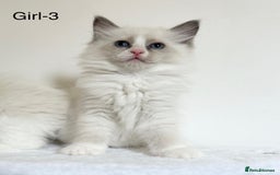 Ragdoll cats for sale: Beautiful Ragdoll kittens from Champion lines - Image 12
