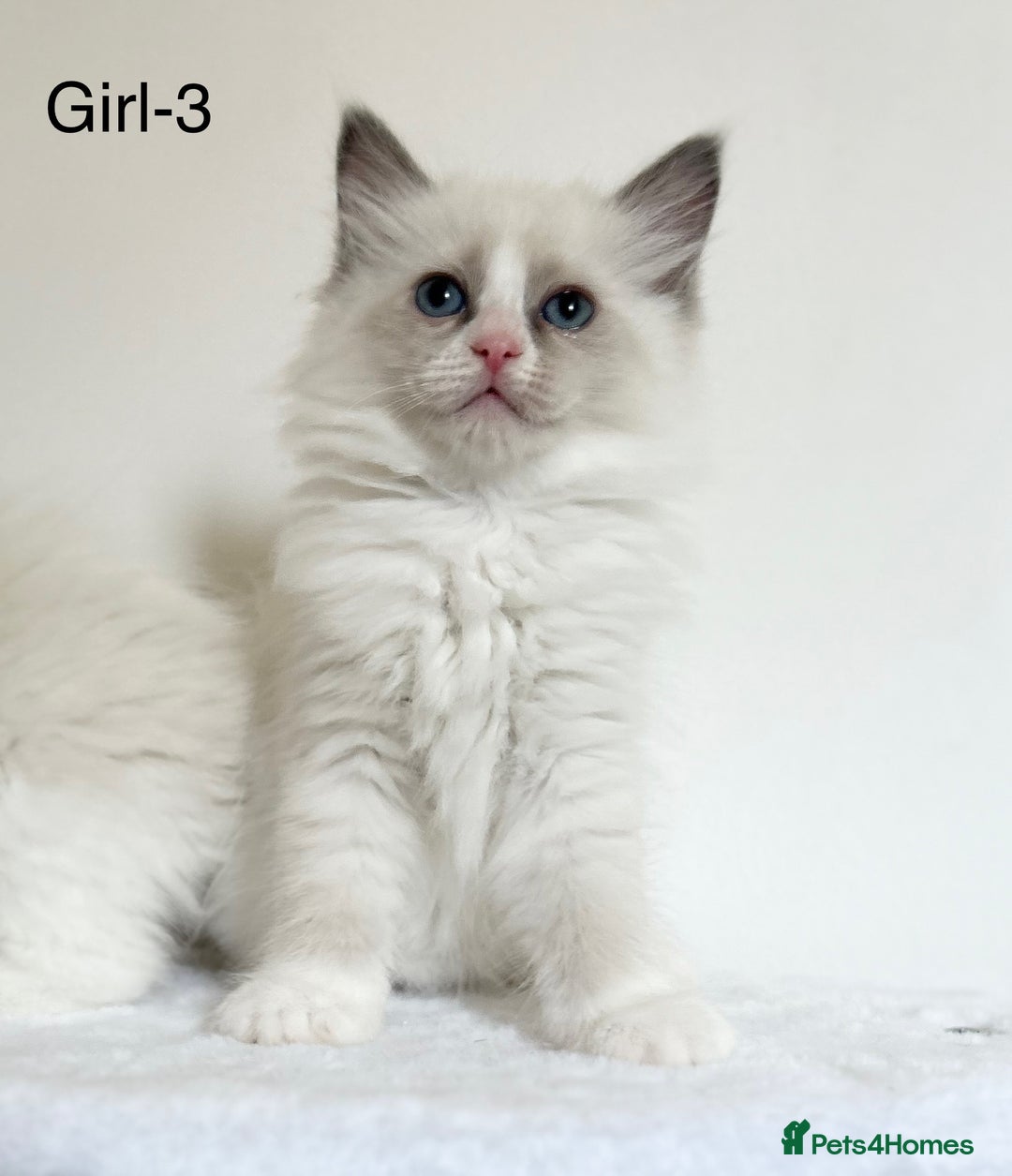 Ragdoll cats for sale: Beautiful Ragdoll kittens from Champion lines - Image 12