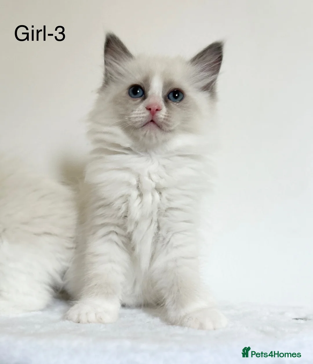 Ragdoll cats for sale: Beautiful Ragdoll kittens from Champion lines - Advert 13
