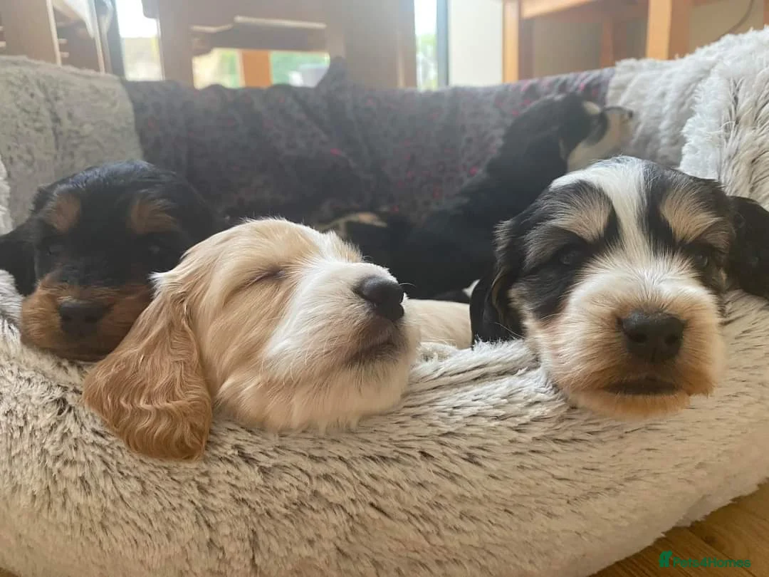 Cockapoo dogs for stud: Stunning Sable F1 Cockapoo DNA health tested clear in Cannock - Advert 20