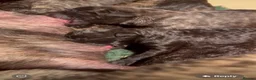 Presa Canario dogs for sale: Presa Canario puppies .  - Advert 9