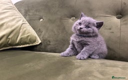British Shorthair cats for sale: Gorgeous British shorthair kitten - Image 10