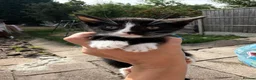 American Shorthair cats for sale: Cute kittens  - Advert 6
