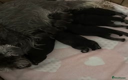 Miniature Schnauzer dogs for sale: Beautiful kc reg salt and pepper schnauzer - Advert 5