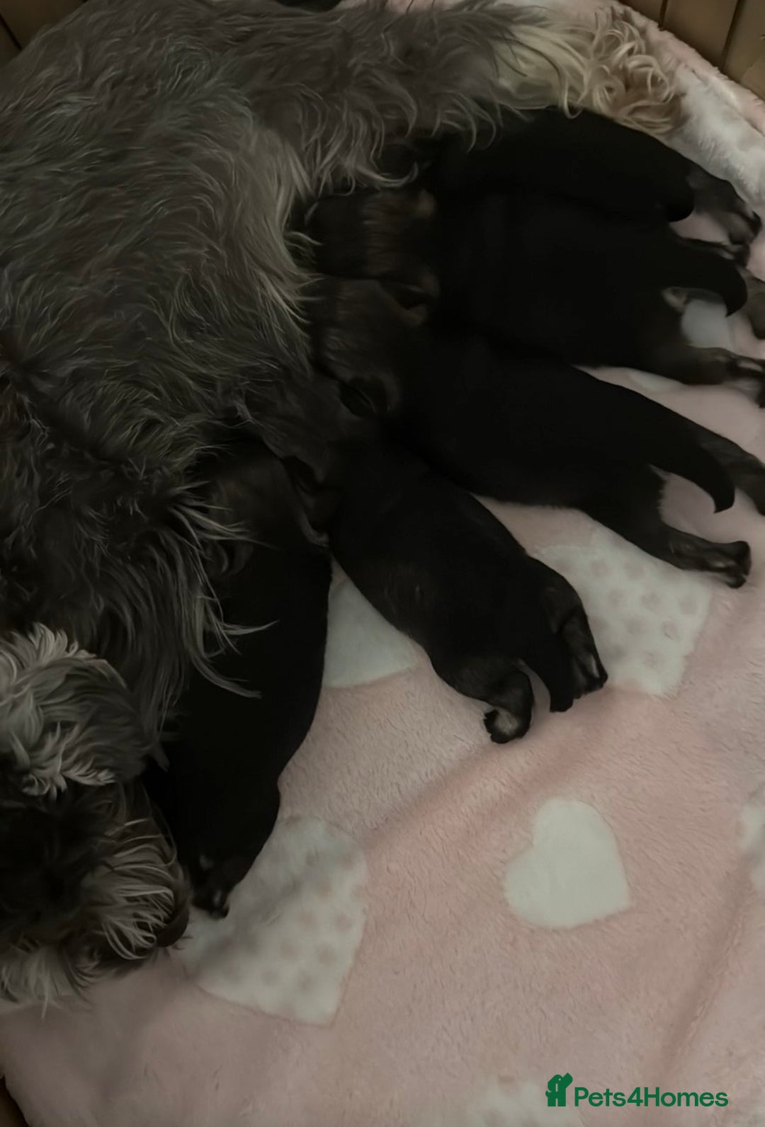 Miniature Schnauzer dogs for sale: Beautiful kc reg salt and pepper schnauzer - Advert 5