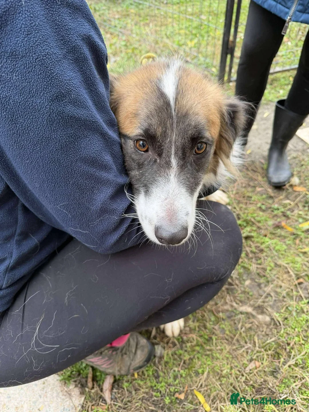 Mixed Breed dogs for adoption: Meet Musketeer,  currently residing in Fife - Advert 8