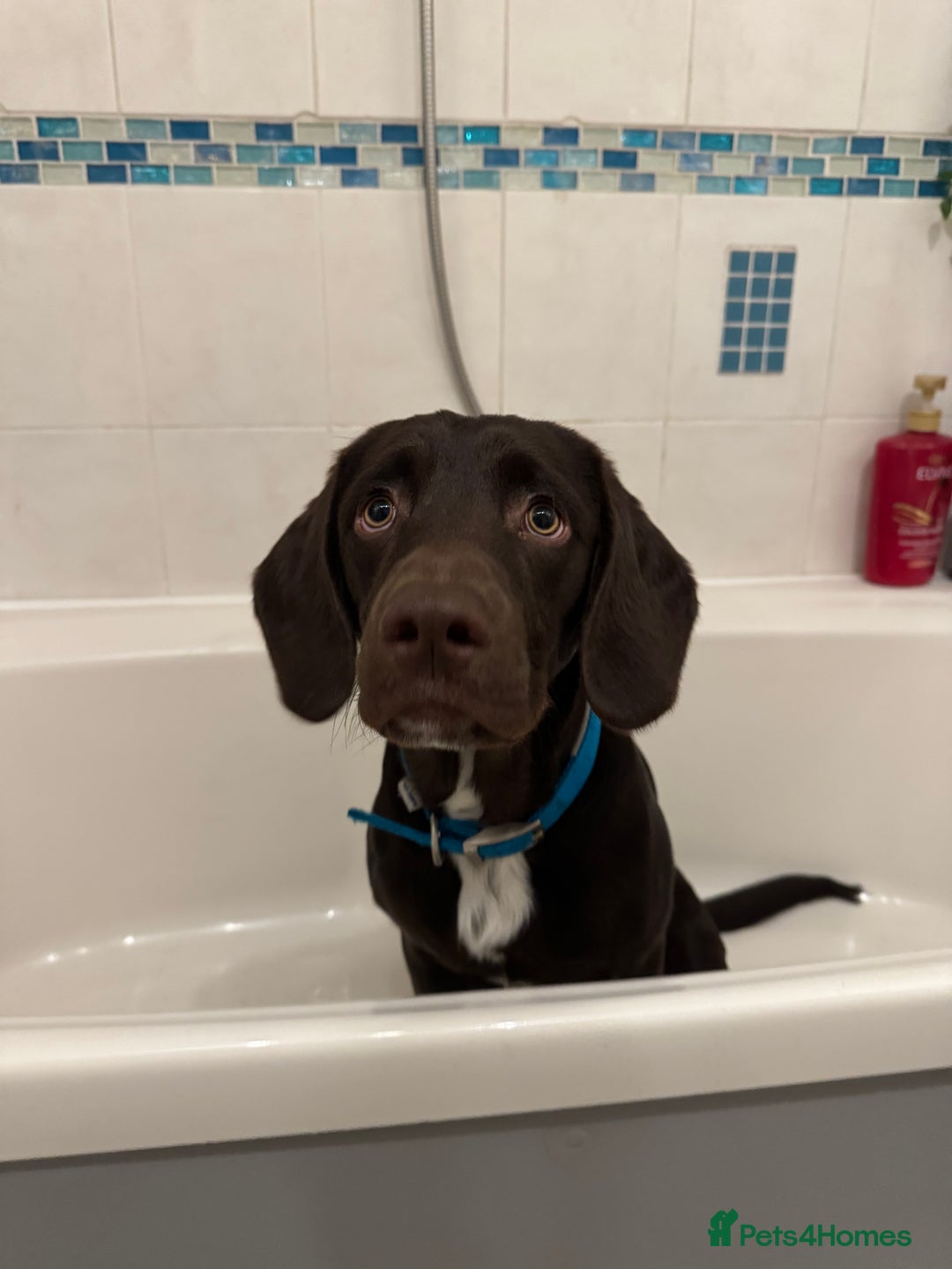 Springador dogs for sale: Springador Choco (male) looking for new home  - Advert 3