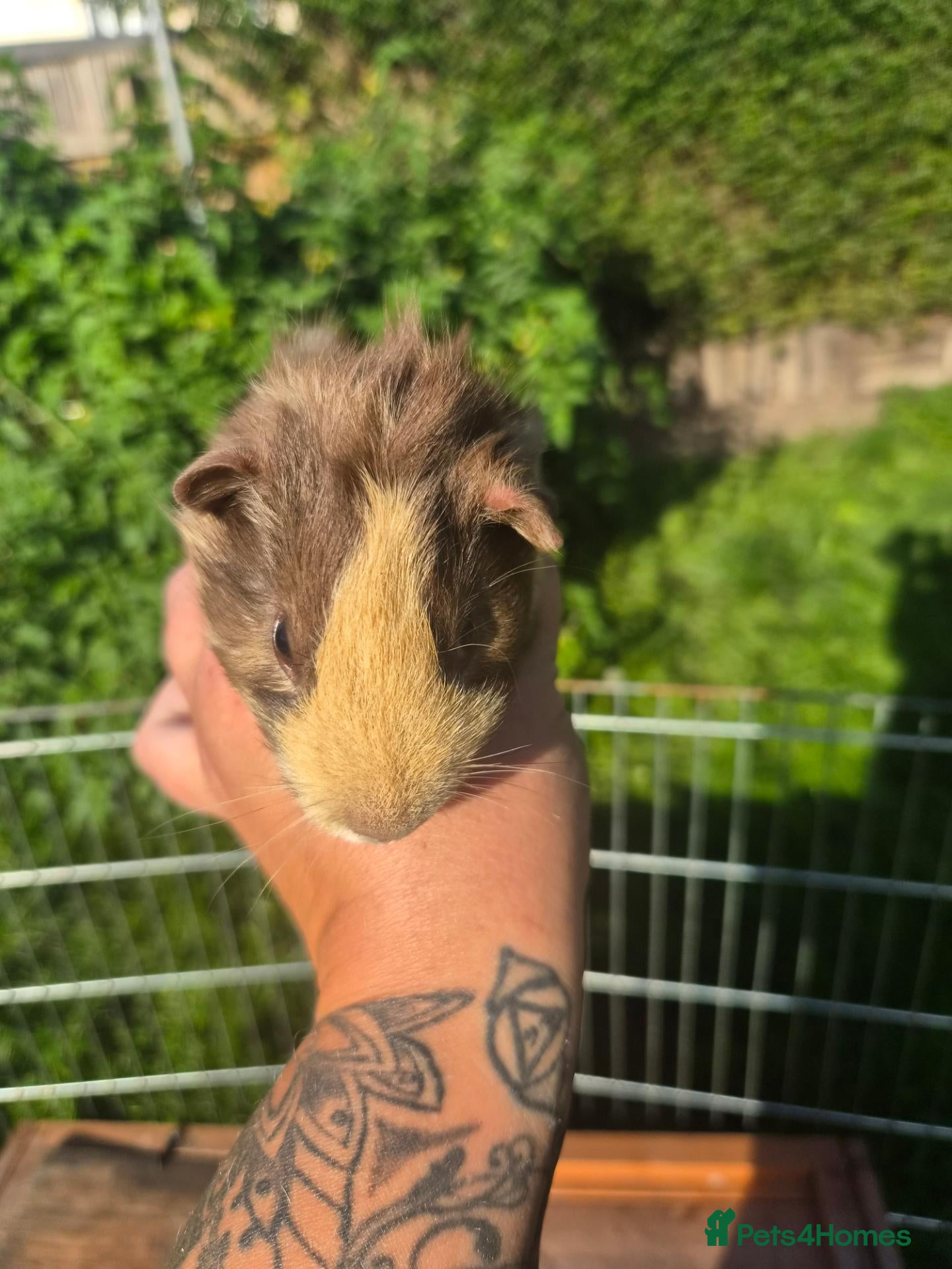 Guinea Pig rodents 4 guinea pigs available  - Advert 5