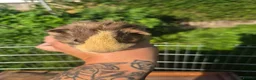 Guinea Pig rodents for sale: 4 guinea pigs available  in Uttoxeter - Advert 1