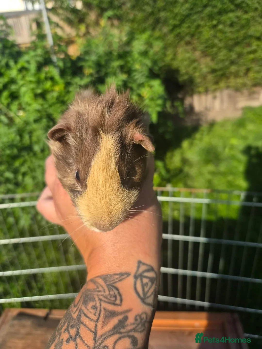 Guinea Pig rodents for sale: 4 guinea pigs available  in Uttoxeter - Advert 1