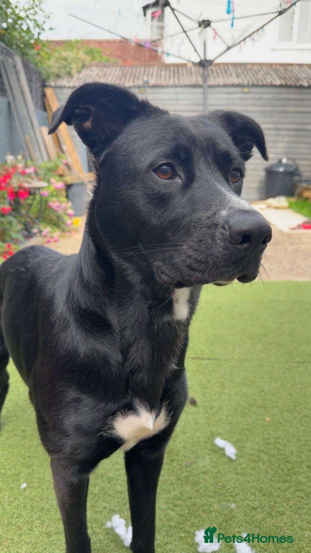 Mixed Breed dogs Beautiful 2 year old cross breed  - Advert 1