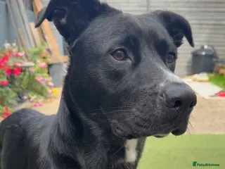 Mixed Breed dogs Beautiful 2 year old cross breed - Advert 13