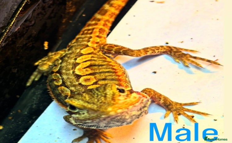 Bearded Dragon reptiles - Advert 4