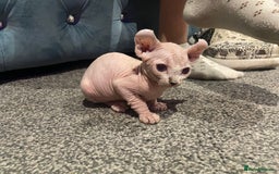 Sphynx cats for sale: Sphynx kittens for sale  - Image 21