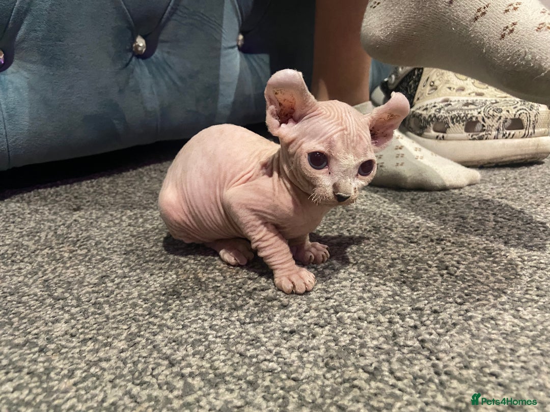 Sphynx cats for sale: Sphynx kittens for sale  - Image 21