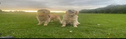 Golden Retriever dogs for sale: Stunning KC Registered Golden Retriever Puppies 🐾 - Advert 1