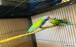 Parakeets birds for sale: Lord Derbyan Parrot for sale.👍QUICK SALE 👍 - Advert 7