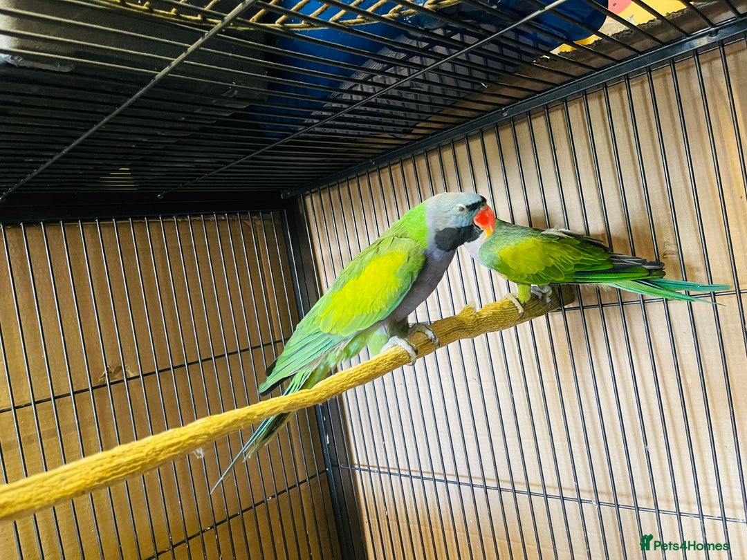 Parakeets birds for sale: Lord Derbyan Parrot for sale.👍QUICK SALE 👍 - Advert 7