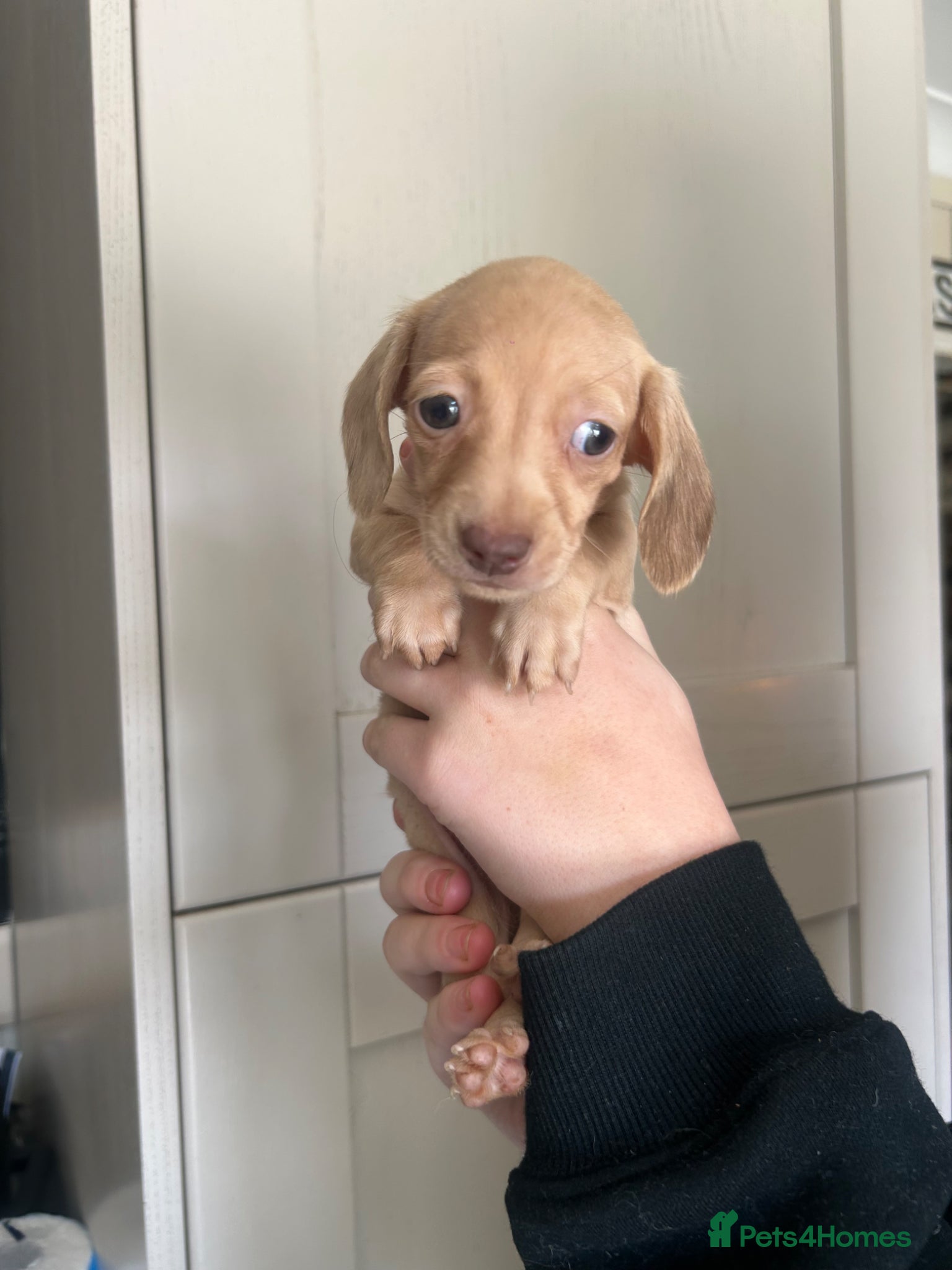 Miniature Dachshund dogs for sale: KC miniature dachshunds - Advert 5