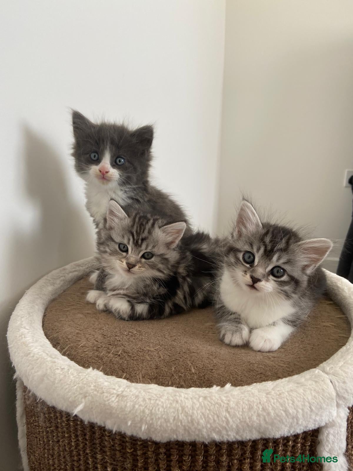 Norwegian Forest Cat cats Beautiful Norwegian Mix Kittens – 2 Boys & 1 Girl - Advert 1