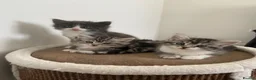 Norwegian Forest Cat cats for sale: Beautiful Norwegian Mix Kittens – 2 Boys & 1 Girl - Advert 1